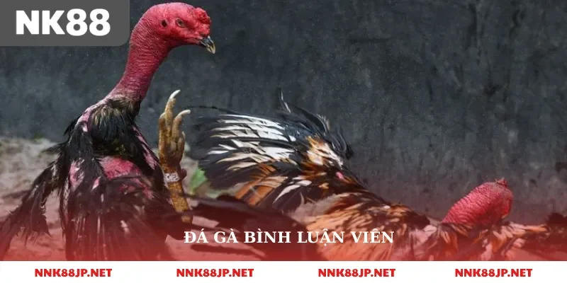 đá gà bình luận viên